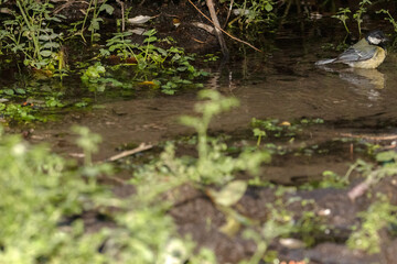 Un desconfiado Carbonero común (Parus major) dudando si beber o no agua © FranciscoJose