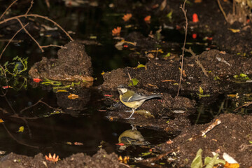 Cada vez más confiado este pequeño Carbonero común (Parus major) © FranciscoJose