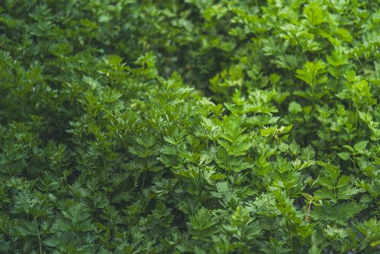 Healthy celery plants growing densely in a fertile field ready for harvest