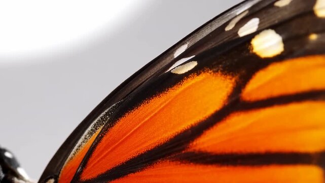 Orange butterfly wing closeup. An extreme closeup of an orange butterfly wing fills the right side of the frame