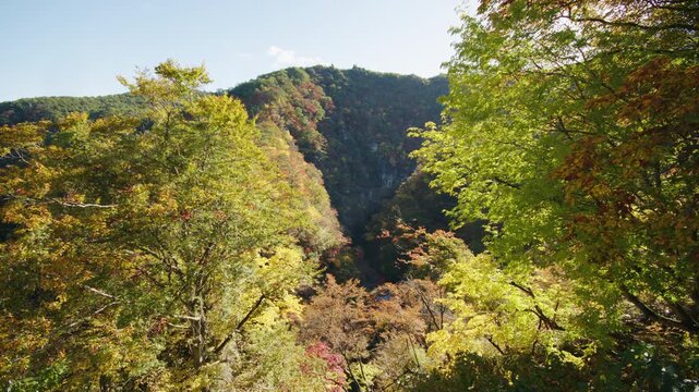 紅葉の名所 秋の鳴子峡の風景　Autumn scenery of Naruko Gorge, a famous spot for autumn foliage.