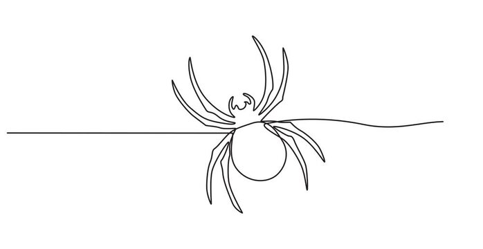Animated self drawing of one continuous line draw spider pull out the web for business logo identity. Cute insect animal concept for pet lover icon. Full length single line animation .pro