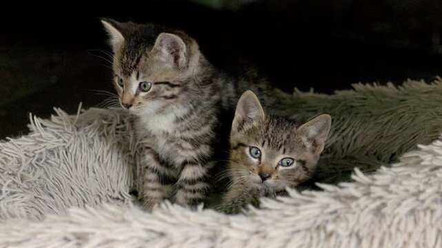 Tiny shy wild kittens staying warm in a fluffy bed.
