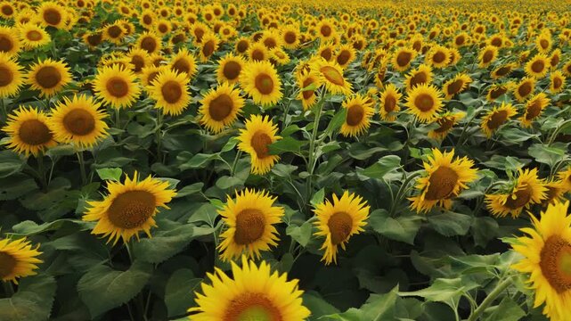 Golden sunflower field blooming in the summer countryside with yellow flowers swaying in the wind during a scenic rural sunset