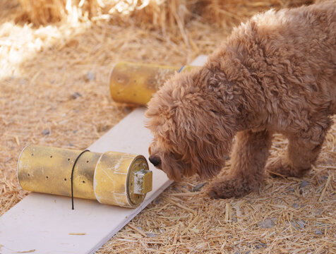 Learning to find a rat in a tube, a dog smells and checks to see if he can find it