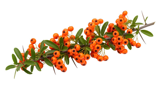 Vibrant orange firethorn berries with green leaves and sharp thorns on a branch