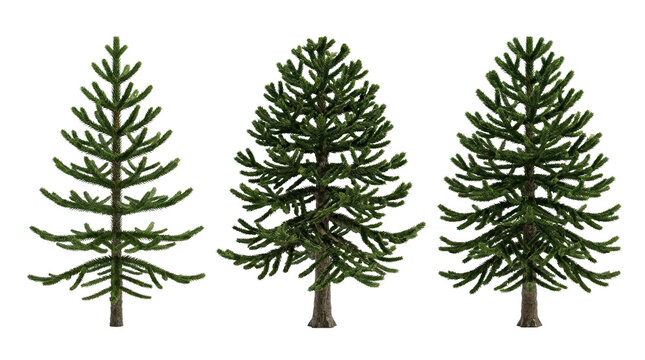 Detailed studio shot of three monkey puzzle tree models set against a clean background