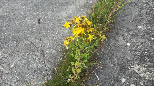 Yellow wildflowers growing through cracked concrete pavement
