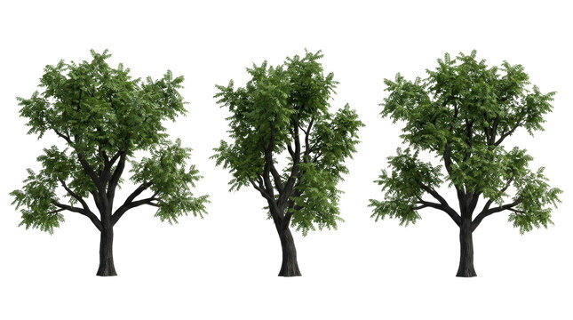 Close-up perspective featuring three black walnut tree models with clear details