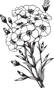 Vector illustration of beautiful sweet william bouquet, hand-drawn coloring book of artistic, blossom flowers sweet william isolated on white background, sketch art leaf branch botanic collection adul