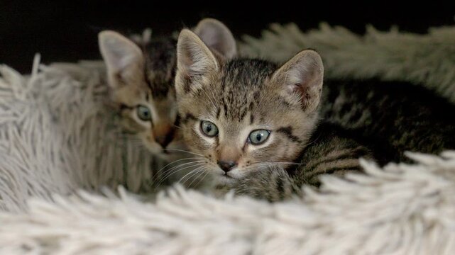 Tiny scared and cautious wild kittens staying warm in a fluffy bed.