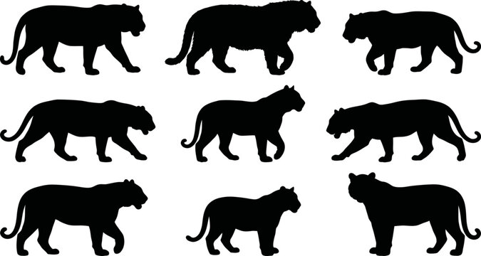 Nine black silhouettes of walking tigers in different poses on white background