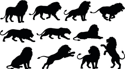 Fototapeta premium Set of lion silhouettes in various poses and movements on white background