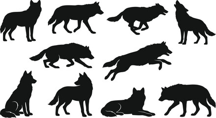 Obraz premium Set of wolf silhouettes in various poses and movements on white background