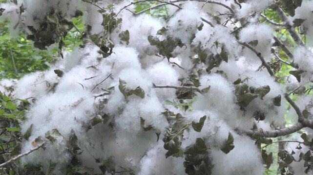 Thick poplar fluff coating branches and leaves of trees in a summer forest, close up