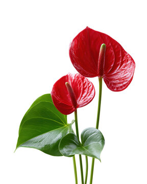 Red anthurium flowers with glossy green leaves isolated on transparent background