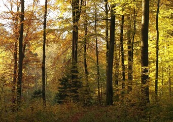 Fototapeta premium Bright sun rays breaking through the dense canopy of a yellow autumn forest. The forest floor is covered with moss and fallen leaves in a warm glow.