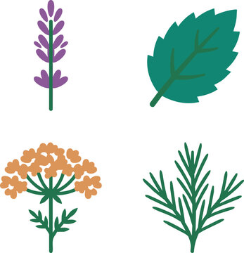 Medicinal Herbs Lavender Peppermint Valerian Rosemary Thyme Sage
