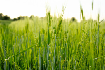 Obraz premium Green Barley Ears Growing in Agricultural Field