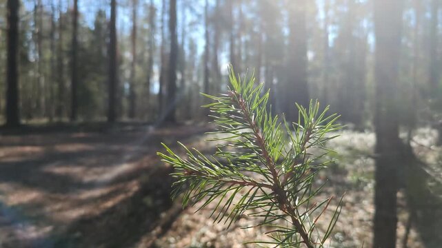 Young pine branch sways gently in wind as soft morning sunlight filters through the trees in forest