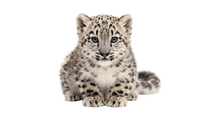 Naklejka premium Snow Leopard Cub Portrait On White Background Young Endangered Big Cat Close Up