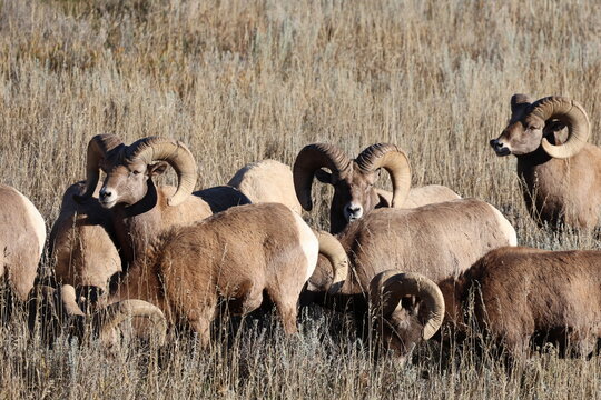 Bighorn Rams in High Grass