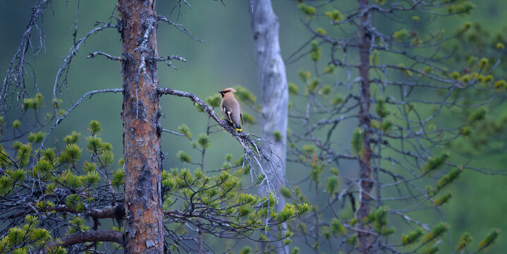 A Bohemian Waxwing Bombycilla garrulus perched on a dry pine branch in the dense boreal forest taiga of Scandinavia.