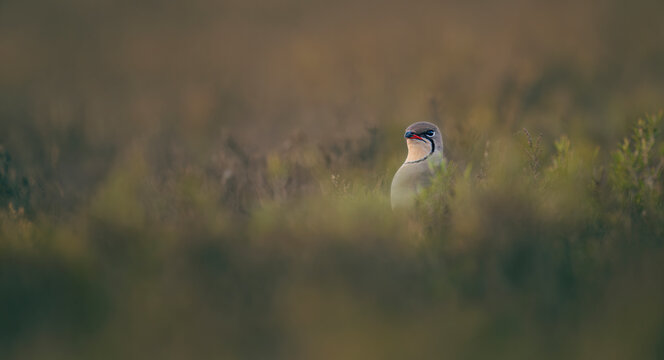 Black-winged Pratincole Glareola nordmanni hiding in the grass near Danube Delta, Romania.