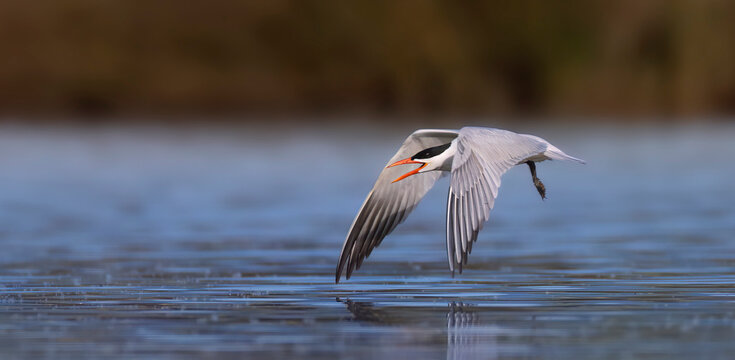 Caspian Tern Hydroprogne caspia flying low over the water with open beak at Rozkos reservoir, Czech Republic.