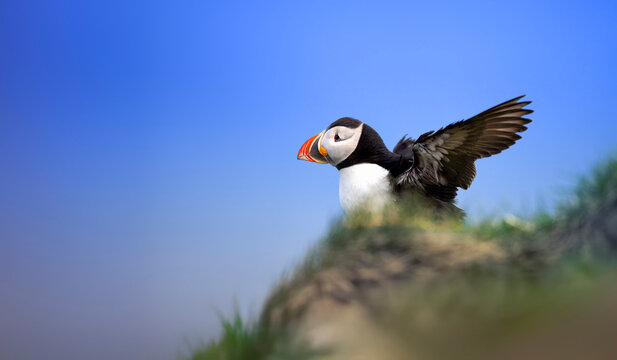 Atlantic Puffin Fratercula arctica spreading its wings on a grassy cliff of Hornoya Island near Vardo, Northern Norway.