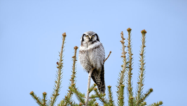 Northern Hawk-Owl Surnia ulula perched on top of a spruce tree in Scandinavia, Finland.