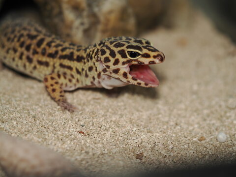 Un geco leopardo (Eublepharis macularius) en pleno momento de alimentaci&oacute;n, con una presa capturada entre sus mand&iacute;bulas.