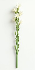 Fototapeta premium A single white tuberose flower stem with green buds and open petals isolated on a clean white background, for botanical