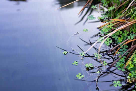 Cluster of four-lobed floating plants is drifting at pond edge, with thin stems and fine roots