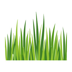 Fototapeta premium Flat design green grass blades on transparent background