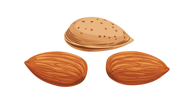 Nutritious almonds are shown with one in its hard shell and two brown kernels on a simple white background for health.