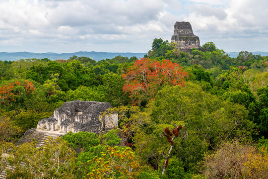 Peten jungle landscape with top of Temple IV mayan pyramid, Tikal, Guatemala.