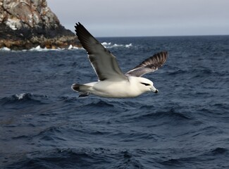 Fototapeta premium White and grey fulmar bird flies over dark blue ocean waves. Rocky cliff visible in background on cloudy day. Bird is in flight over water surface.
