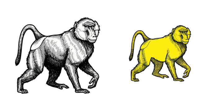 Baboon primate walking in hand drawn vintage engraving style