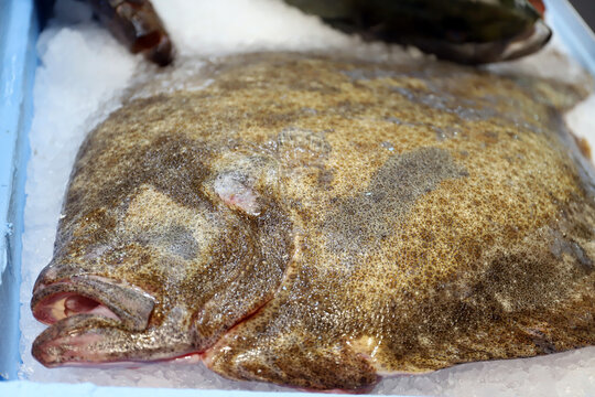 rodaballo en el mostrador de la pescader&iacute;a