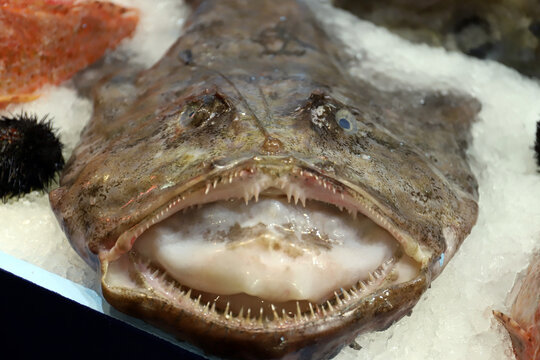 Pescado Rape en el mostrador de la pescader&iacute;a sobre hielo escarchado