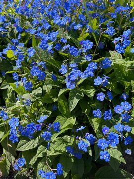 Blooming Omphalodes verna with delicate blue flowers.the creeping navelwort or blue-eyed mary .spring flowering,Spring nature scene,garden design,natural pattern,first bloomers,spring growth.