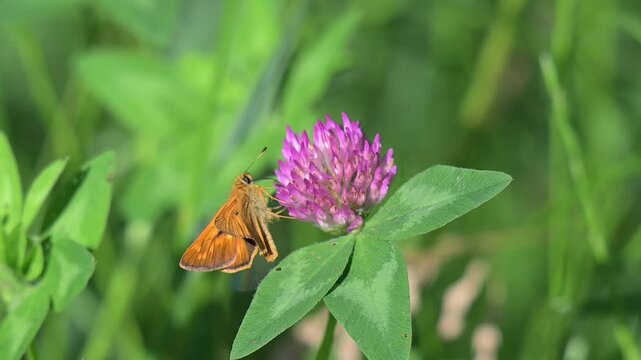 video of a butterfly on a clover flower