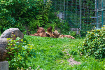 Two brown bears are playing in the grass  one is lying on its back © Anja