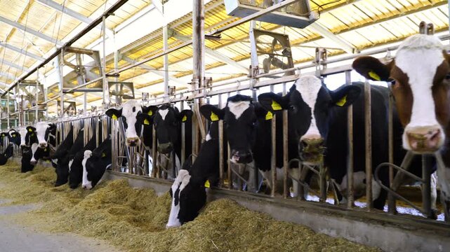 Stock video footage of Holstein dairy cows feeding on mixed fodder in a modern barn; cattle breeding and milk production in an industrial farm setting.