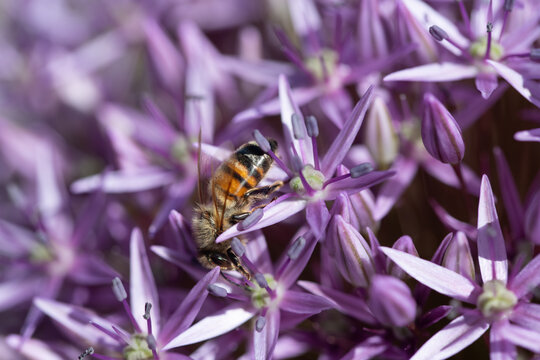 A small honeybee searches for pollen and food among the purple flowers of the ornamental garlic.
