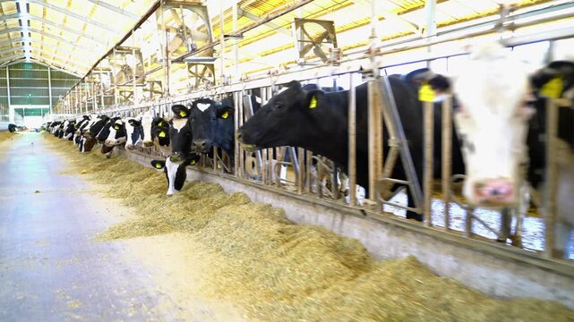 Stock video footage of Holstein dairy cows feeding on mixed fodder in a modern barn; cattle breeding and milk production in an industrial farm setting.
