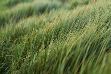Obraz premium Green grass blades sway gently in wind. Fresh dew drops cling to stems. Blurred background suggests early morning light, indicating a serene natural setting.