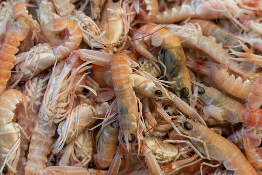 Close-up overhead view of raw fresh scampi langoustines with long claws on display, premium seafood market concept, fresh catch.