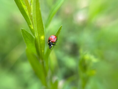 ladybug on grass
